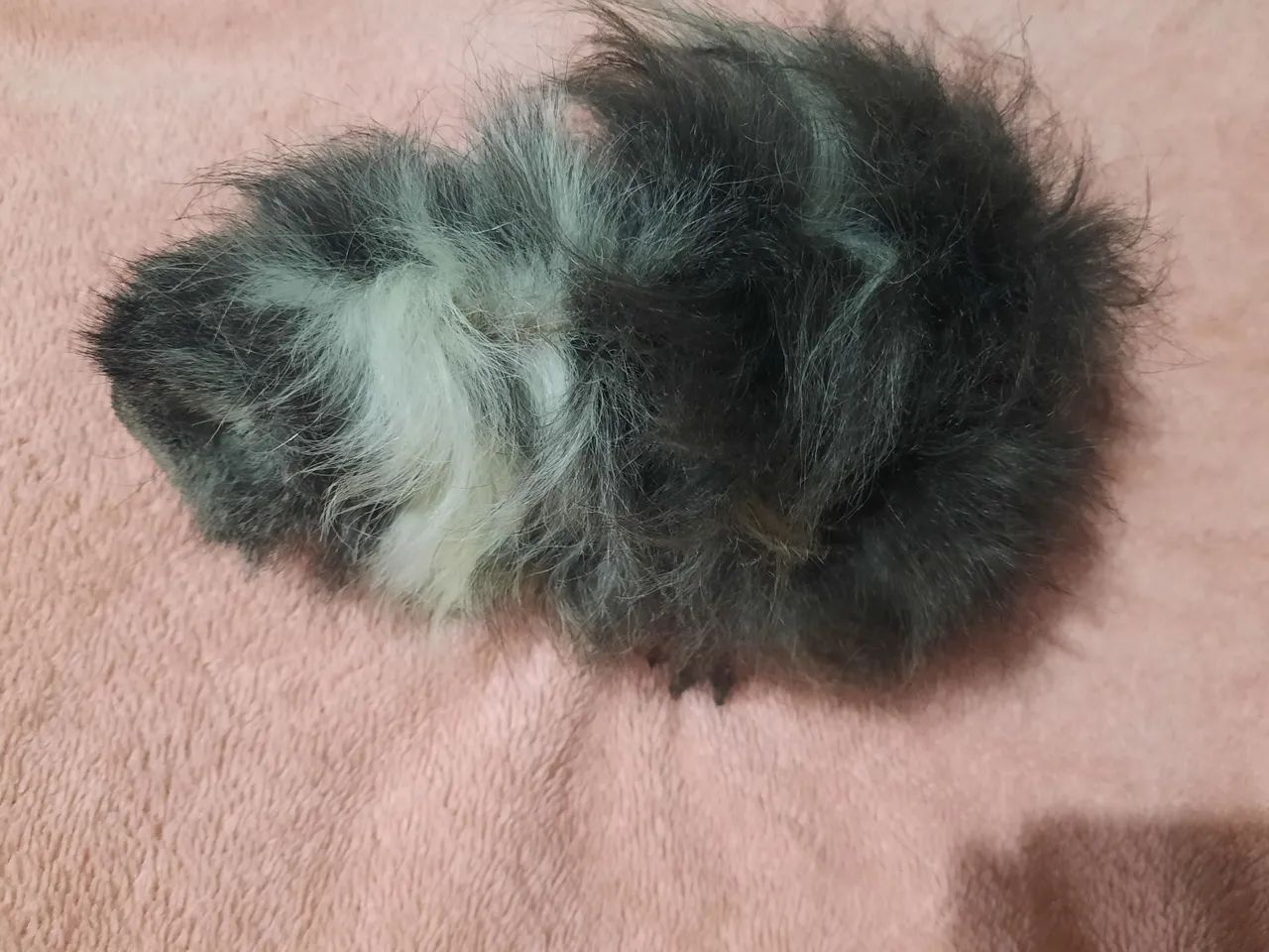 Porquinho da india raça Lunkarya  - Foto 2
