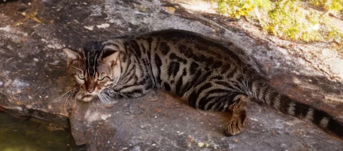 Bengal  - Foto 3