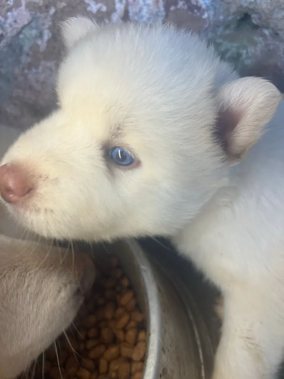 Husky siberiano wooly  - Foto 2