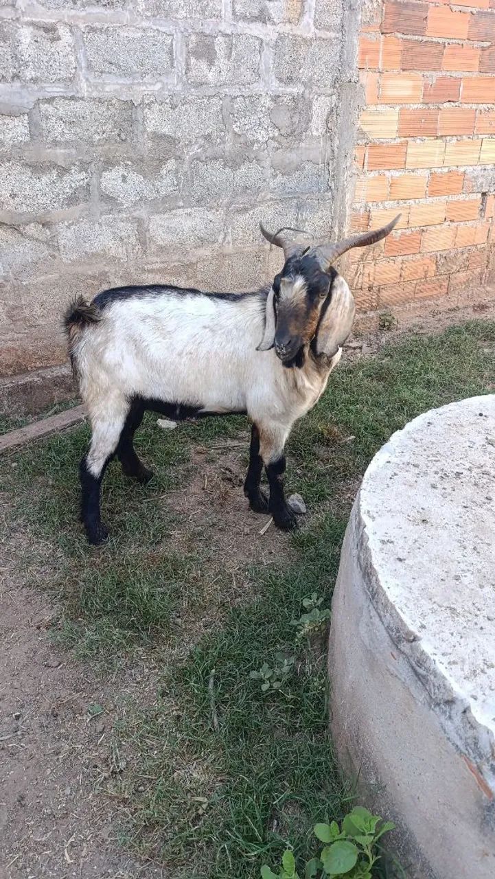 Bode cabrito  - Foto 2