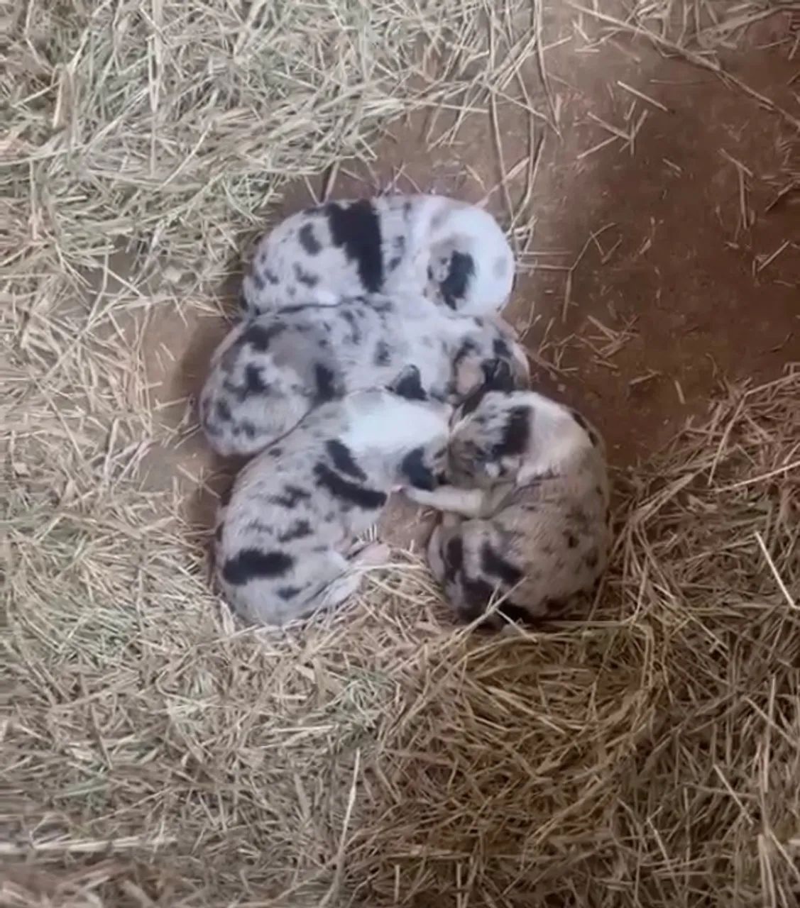 Cães Boder Colie 