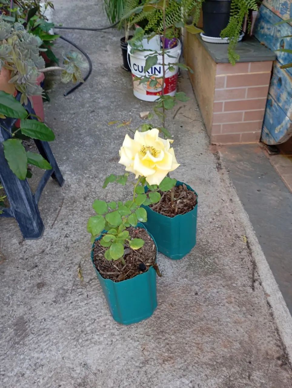 Plantas e sementes  - Foto 2
