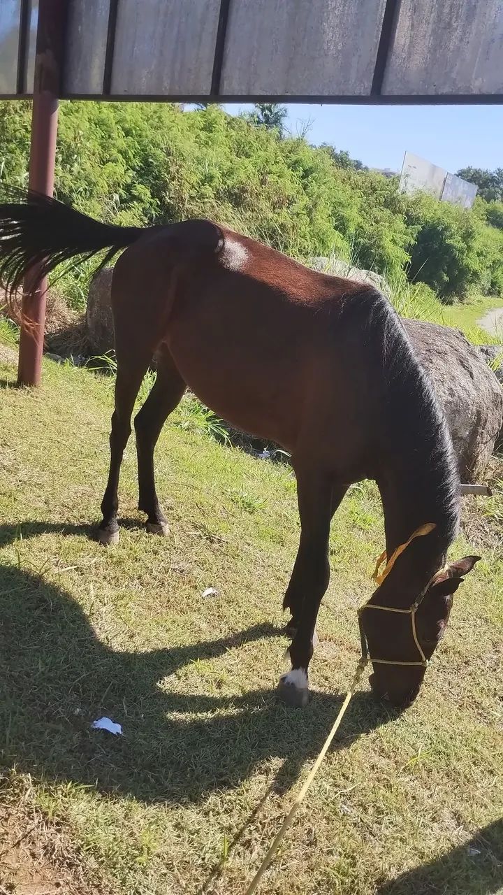 Cavalos  - Foto 4