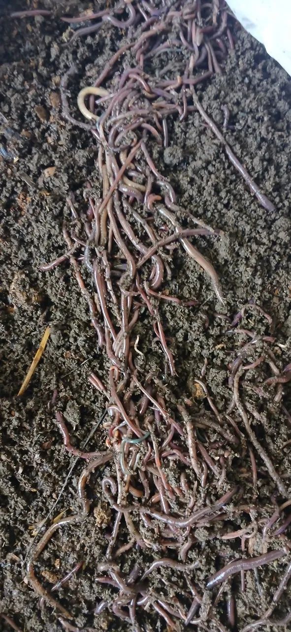 Fertilizante orgânico humus de minhoca - Foto 4