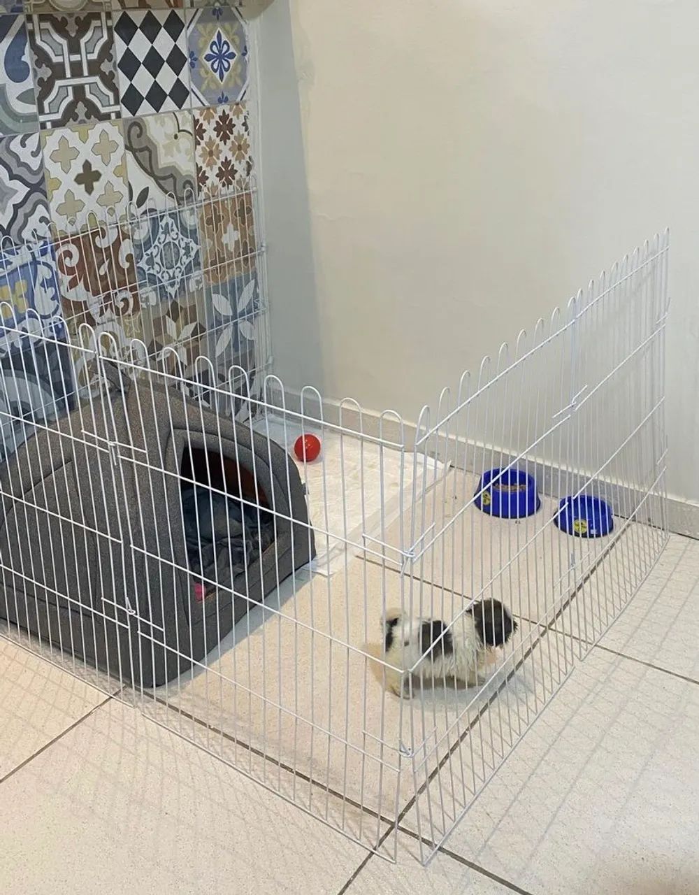 Cercadinhos Pet (grades para cães)  - Foto 4