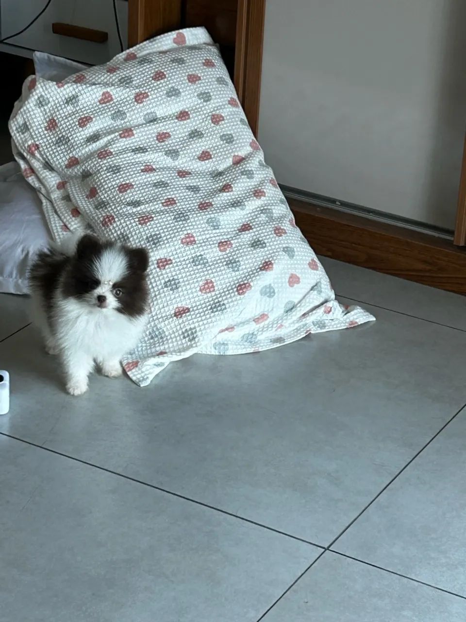 Spitz alemão  - Foto 4