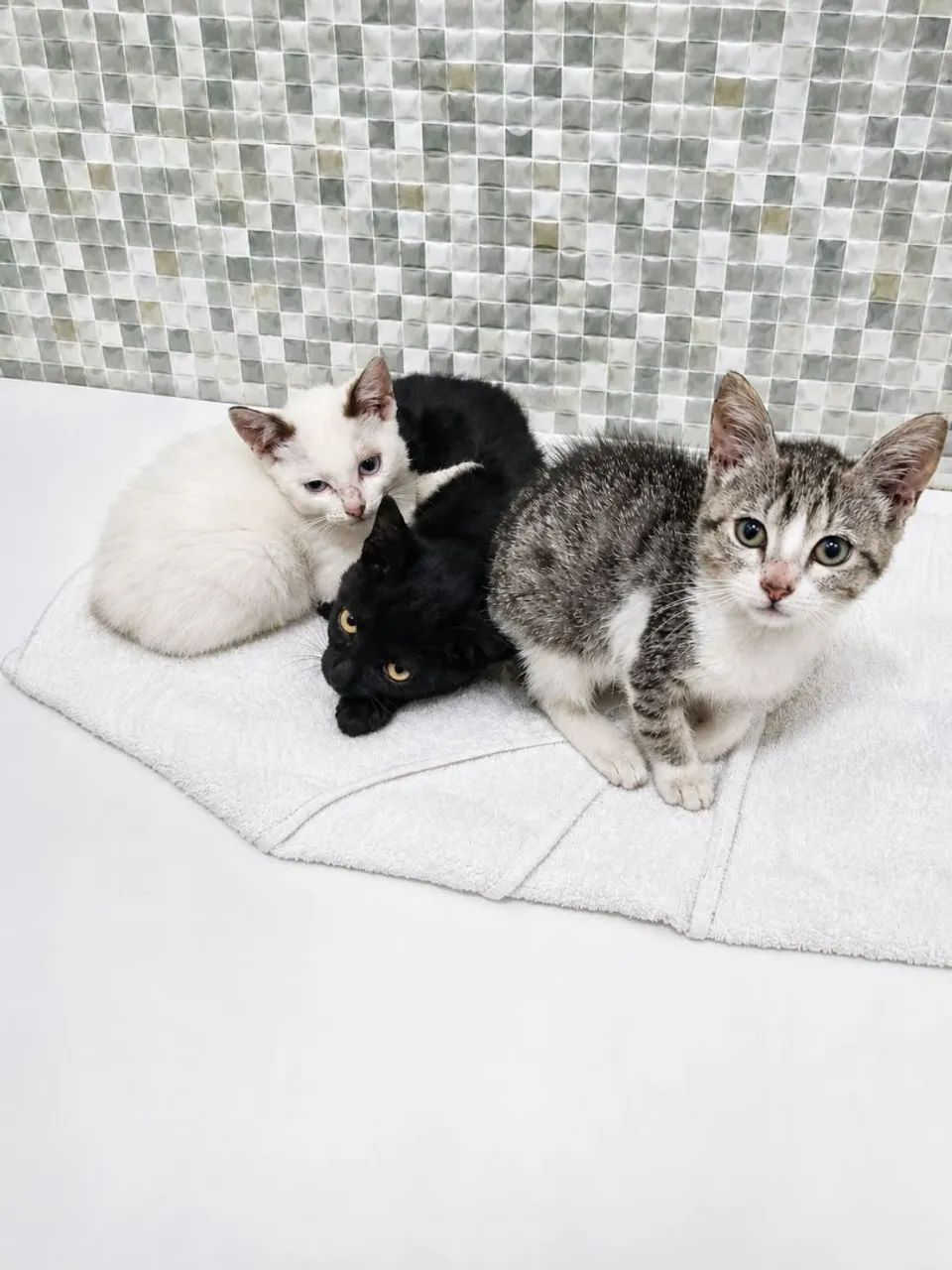 Gatinhas para adoçao responsavel