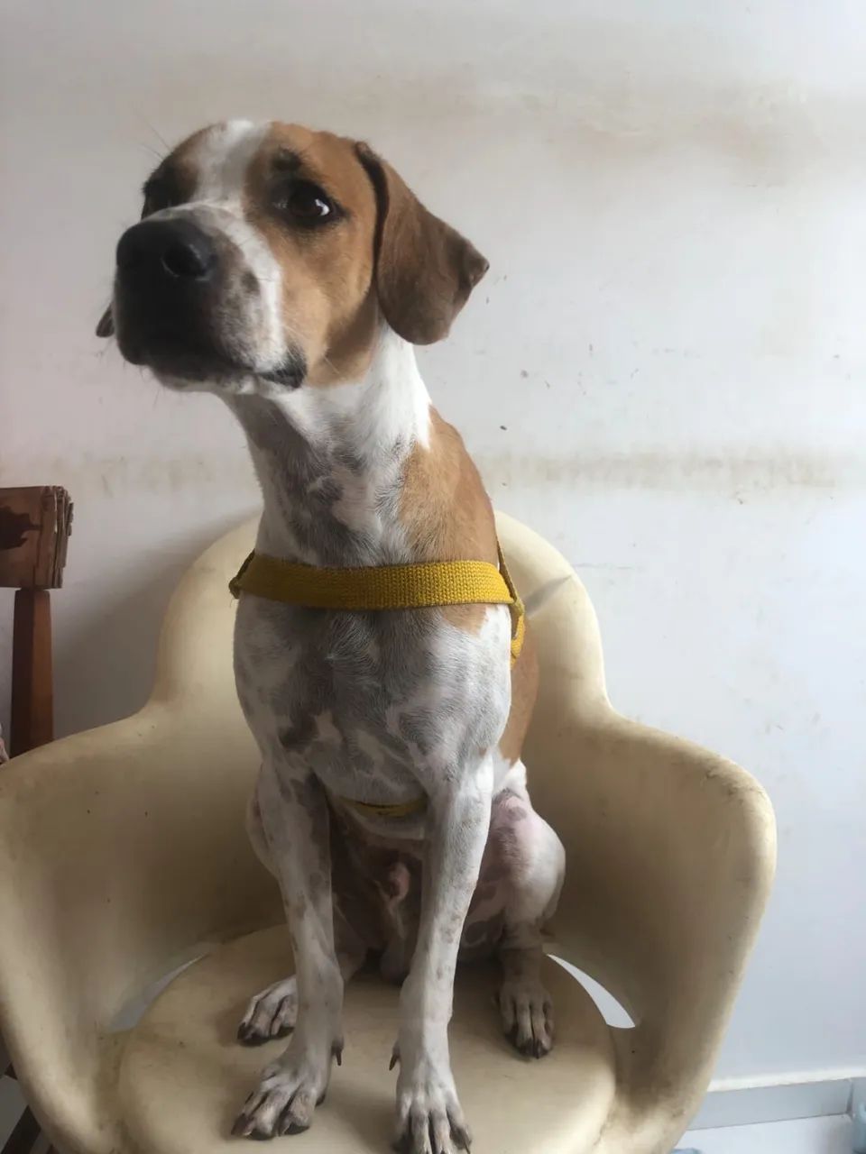 Cachorro