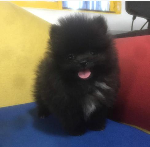 Spitz alemão anão bem pequena Lulu femea pretinha ótimo preço