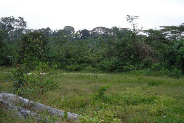 Fazenda de 1.330 hectares Vila Equador em Rorainópolis/RR, ler descrição do anuncio - Foto 4