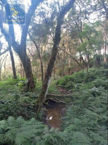 Ch0308 - mandirituba chácara 10.000 m² antes do pedágio com ótima casa - Foto 15