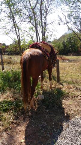 Vendo Cavalo. Ou troco por mula.
