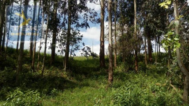 CH0314 Mandirituba 4.200 m² de área p/ Chácara com tanque luz 300 m asfalto - Foto 7