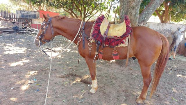 Vendo Cavalo. Ou troco por mula. - Foto 6