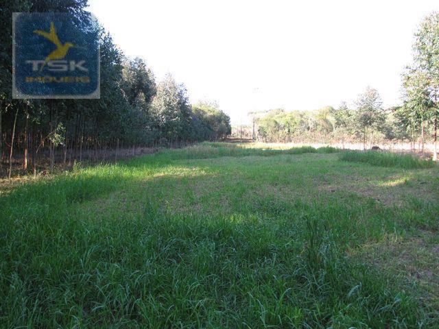 Ch0153 - contenda chácara 59.000 m² plana, rica em águas, parte com eucaliptos - Foto 7