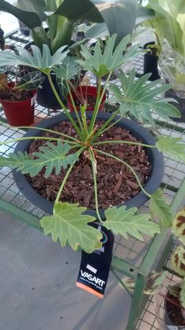 Vaso com planta xanadu
