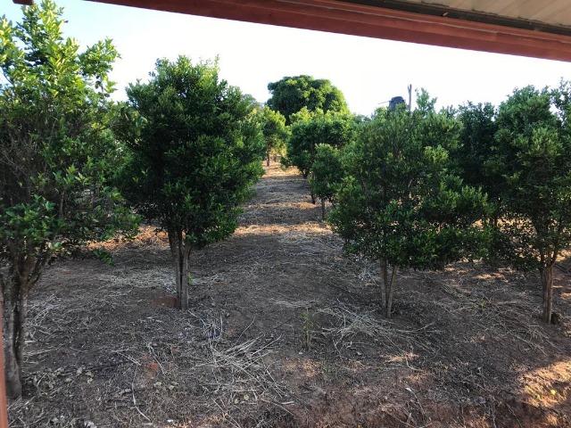 Chácara em Iapu, 12500 m², aceita casa/apto Ipatinga. Valor 290 mil - Foto 20