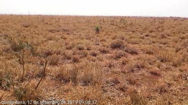 750 Hectares, Pecuária e lavoura, Rosário-MT. Próximo asfalto - Foto 6