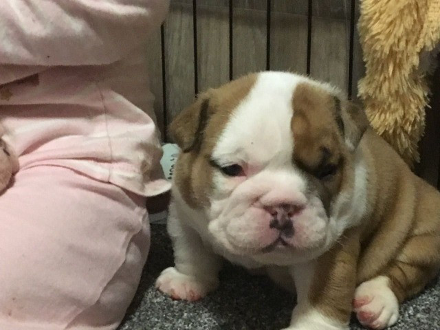 Bulldog Inglês entrega hoje, chamar no whats