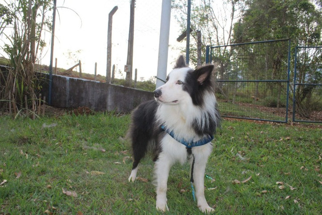 Cobertura disponível Border Collie ( Cor Rara) - Foto 2