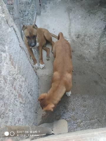 Cachorro Pitbull - Foto 5