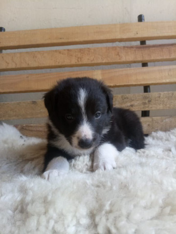 Border Collie filhotes nascidos 14 setembro - Foto 5