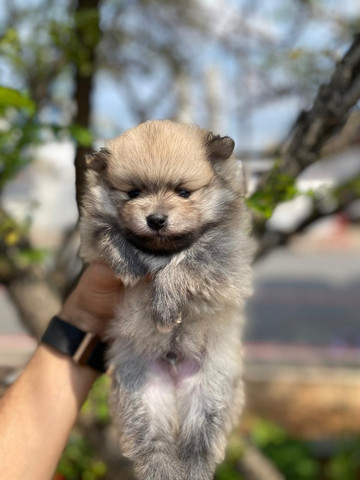 Spitz/Lulu da pomerânia,filhotes a pronta entrega! whatsApp 113565-1269 - Foto 2