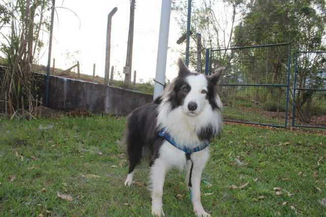 Cobertura disponível Border Collie ( Cor Rara)
