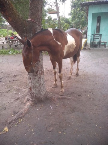 Vendo potra campolina pura 