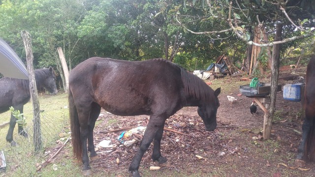 Cavalo 3/4 de milha 