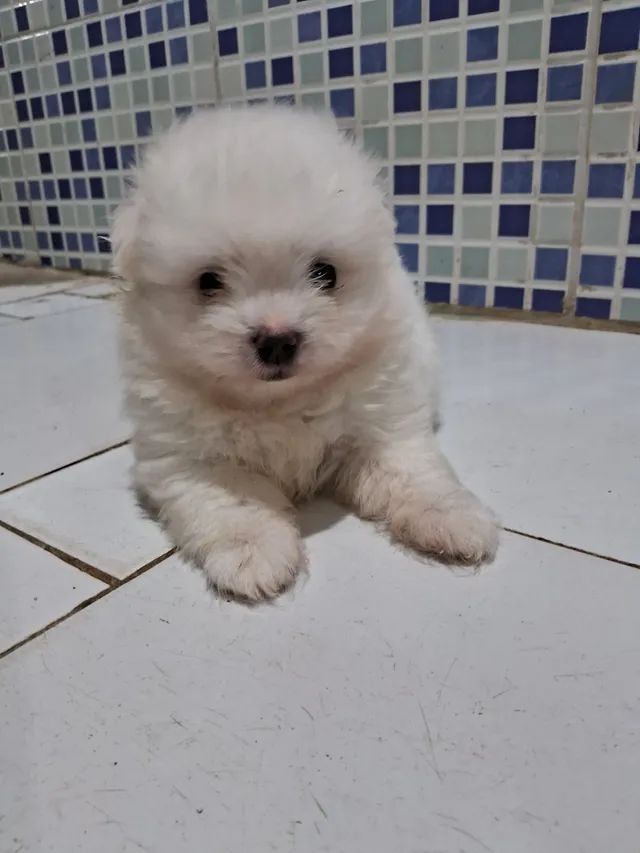 Filhote de Maltês Macho com lulu - Foto 4