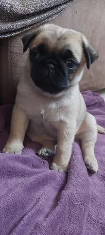 Cachorro Pug Filhote Macho Cor Abricot