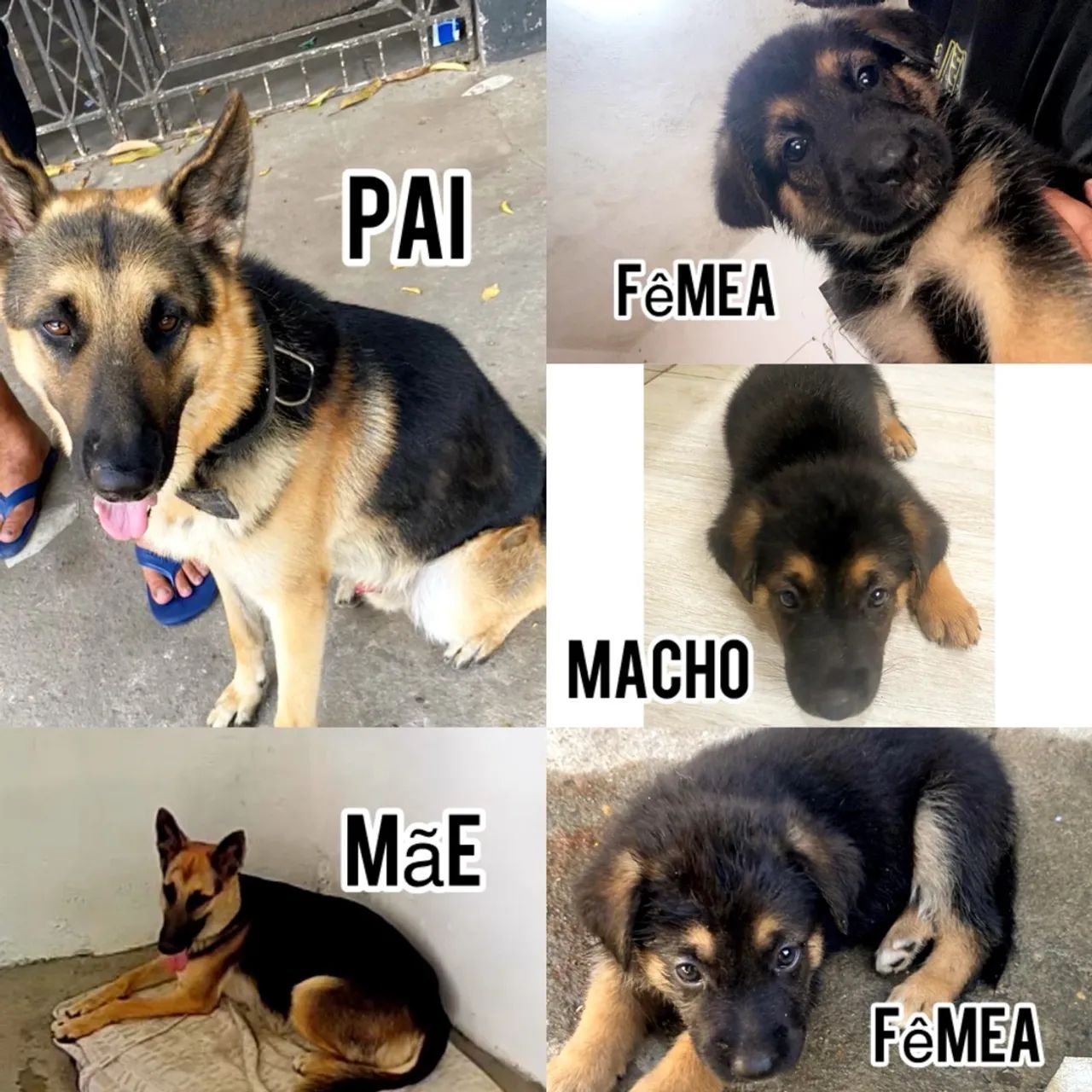 Filhotes de Pastor Alemão