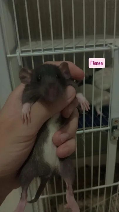 RATINHOS TIWSTER DUMBO! - Foto 3