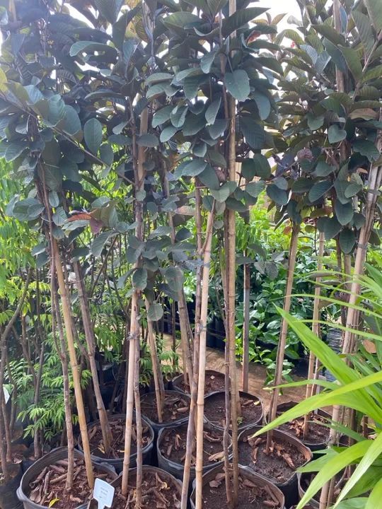 Muda de goiaba roxa 