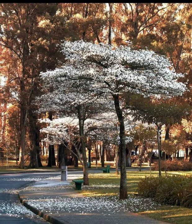 IPE (ROSA ROXO AMARELO BRANCO ) TEMOS CEDRO, ANGICO ENTRE OUTRAS PRA REFLORESTAMENTO