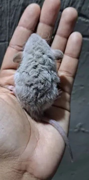 Rato Twister rex Dumbo ovelhinha  - Foto 3