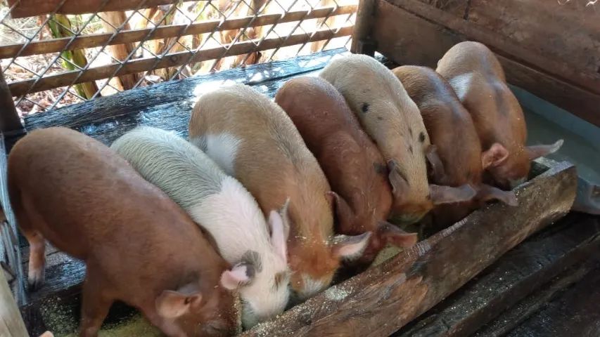Leitão, Leitoa e porco caipira direto da roça - Foto 3