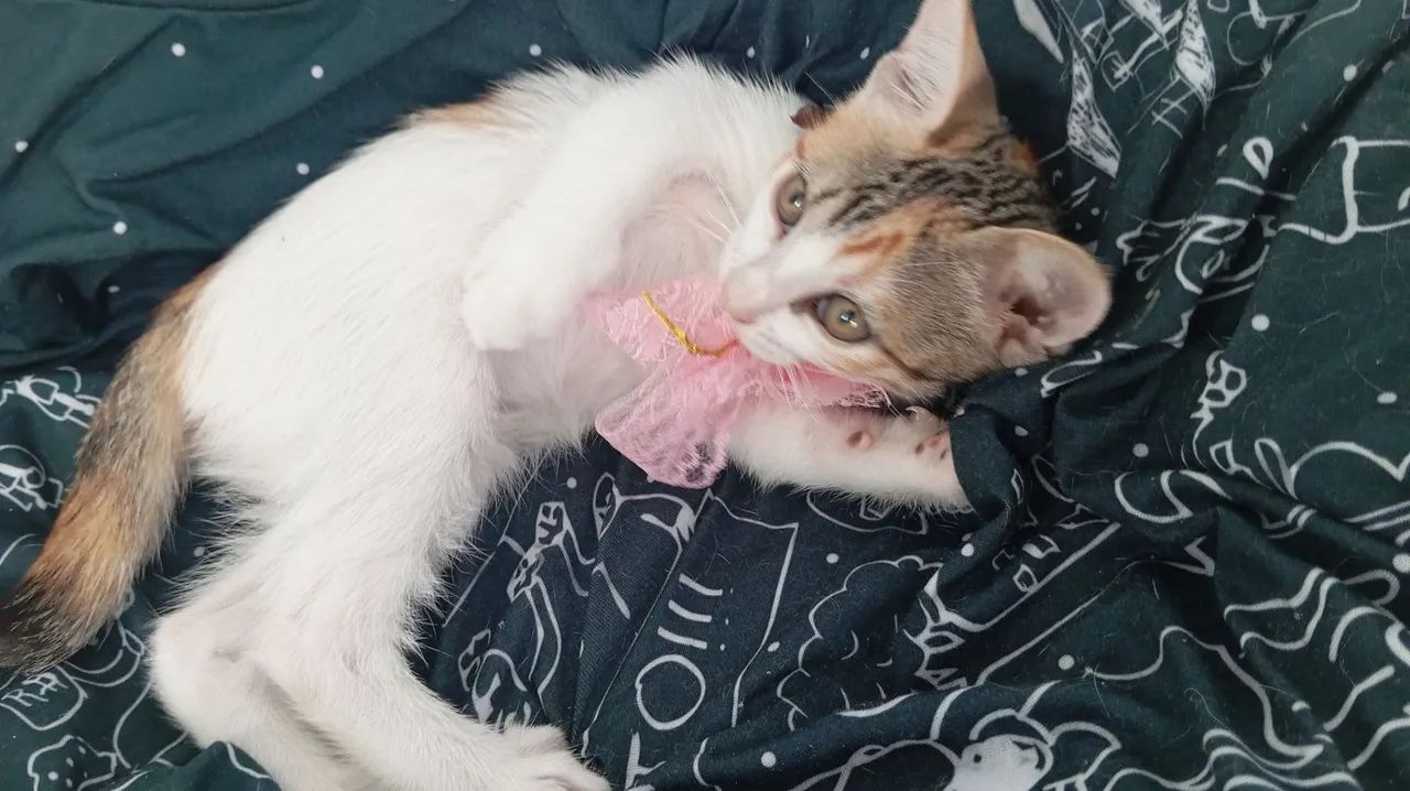 *PARA DOAÇÃO!?* - Foto 6