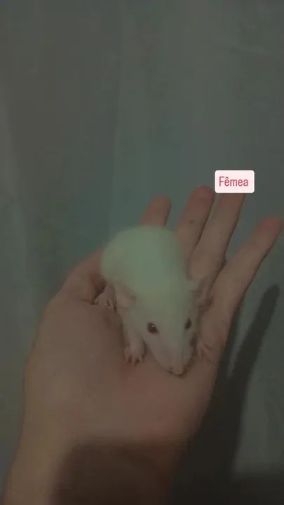 RATINHOS TIWSTER DUMBO!