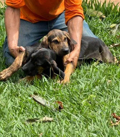Filhote de fila brasileiro - Cachorros e acessórios - Sabiaguaba