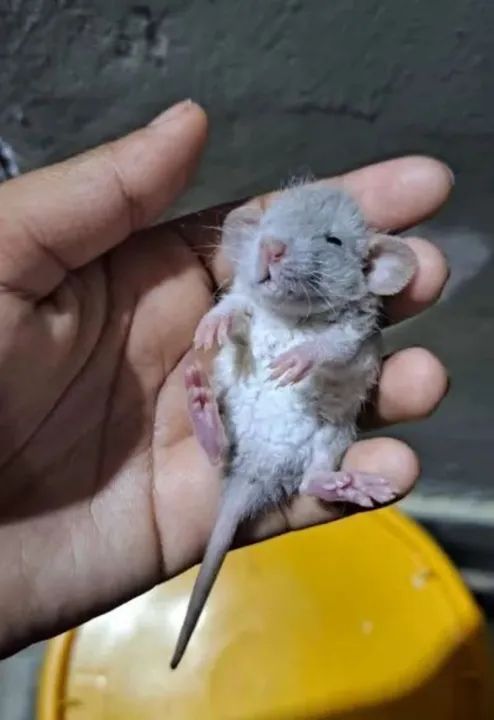 Rato Twister rex Dumbo ovelhinha 