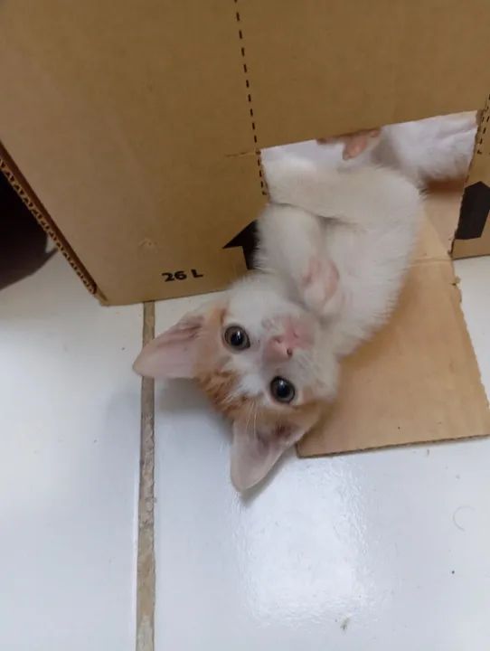 *PARA DOAÇÃO!?* - Foto 2