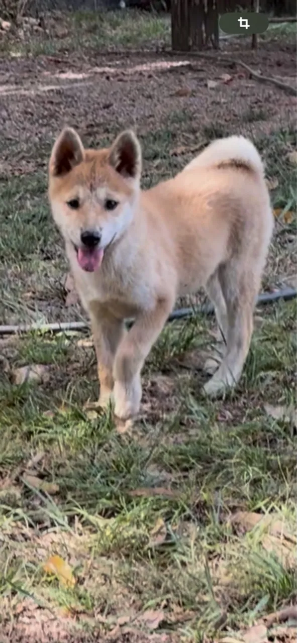 Filhote de Akita Inu