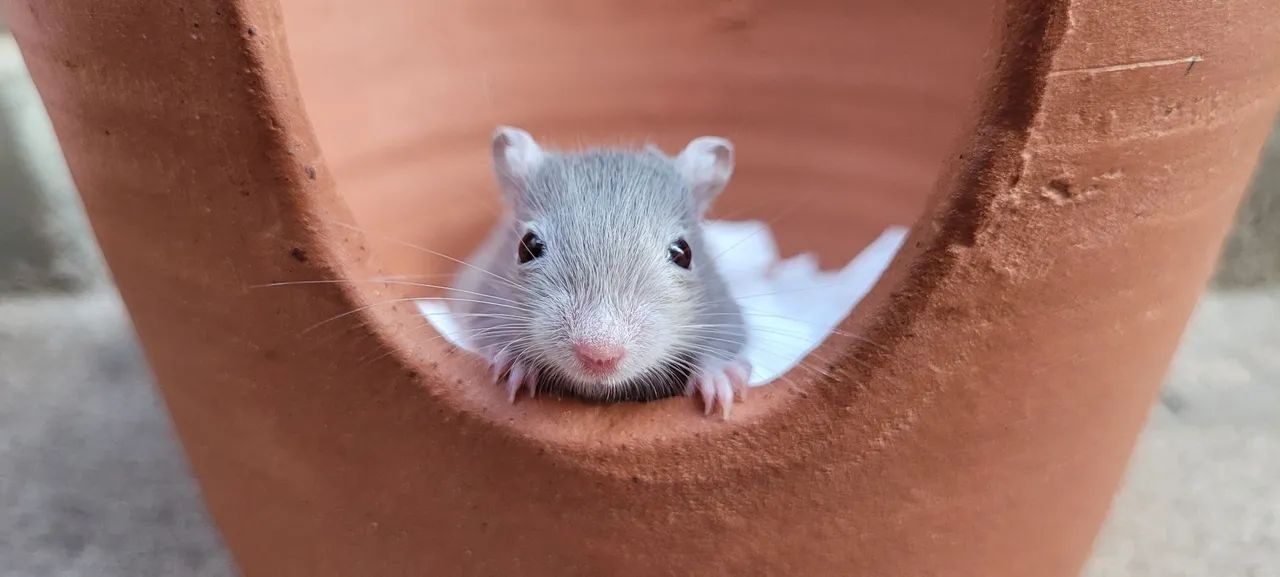 Doação responsável dupla de Gerbil - LEIA a DESCRIÇÃO 