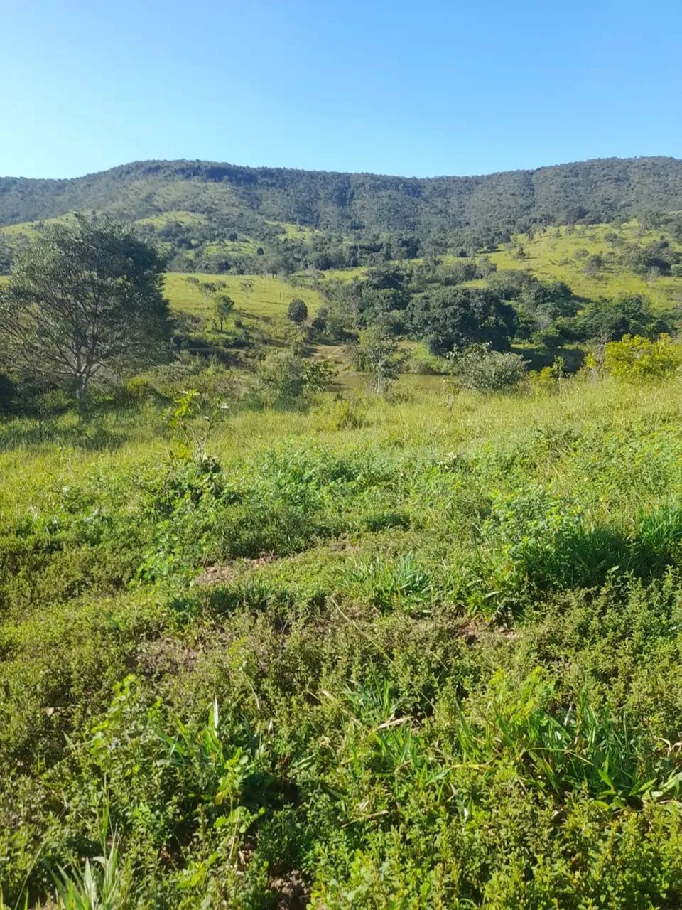 Fazenda 55 Alqueires BR 414 Cocalzinho de Goiás