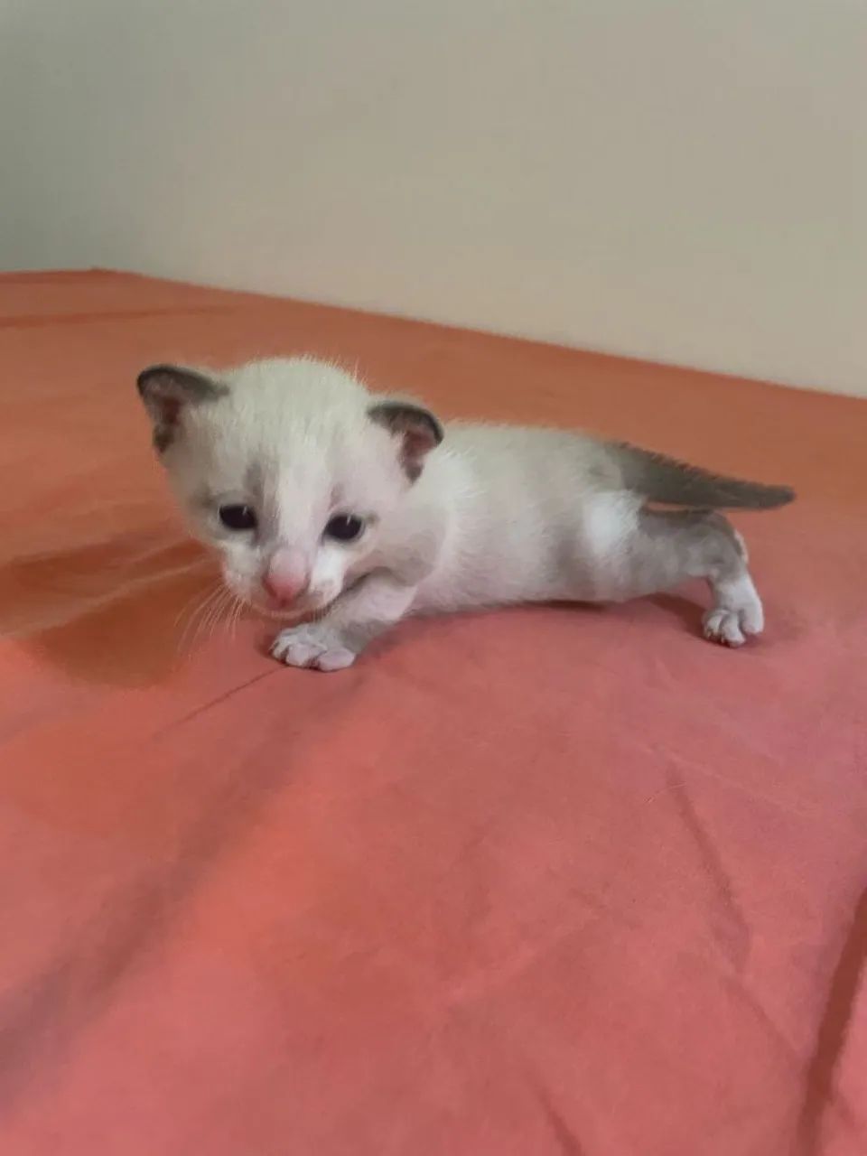 Gatinhos Siamês disponível para adoção - Foto 3