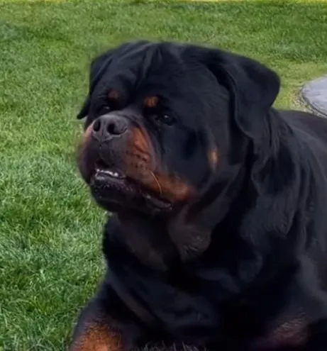 Filhotes Rottweiler - vídeos disponíveis via WhatsApp