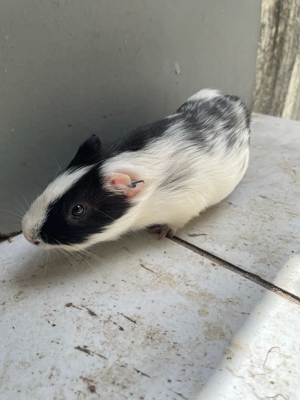 Porquinho da índia  - Foto 3