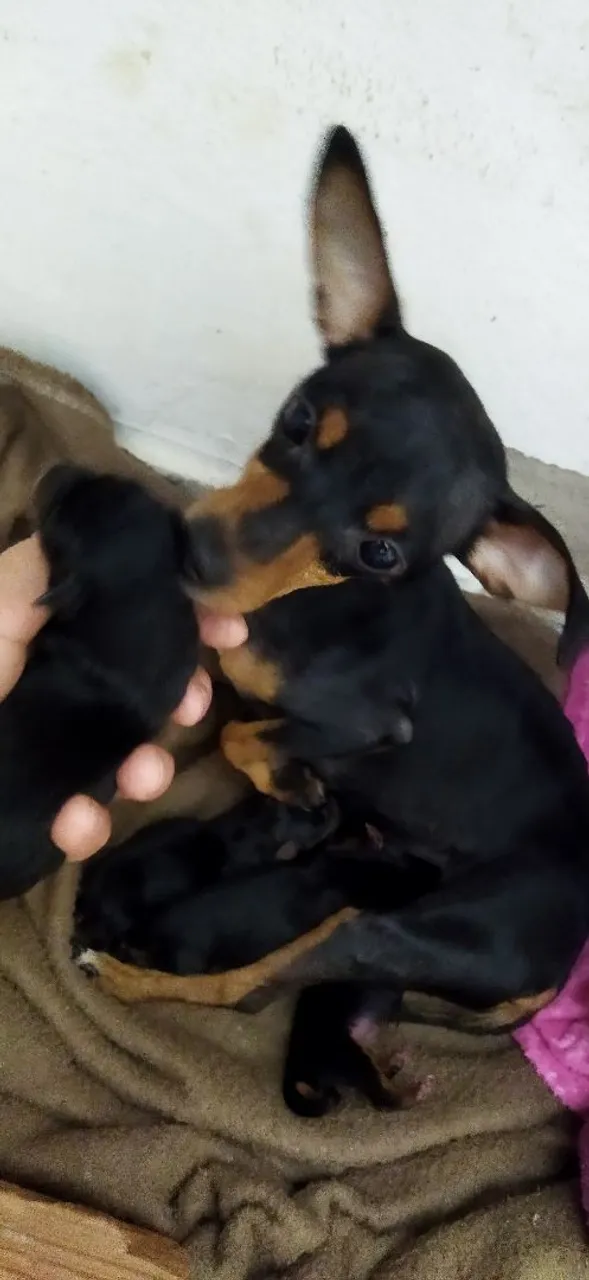 Vende se filhote de Pincher fêmea